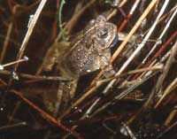 Woodhouse's toad